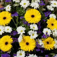 Gesteck | gelb – blau – weiß, Ansicht 2 — Blumen Kleissner Graz