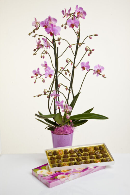 Orchidee mehrrispig mit Übertopf und Schokopralinen