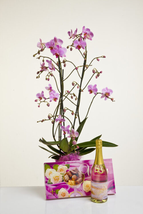 Orchidee mehrrispig mit Übertopf, Schokopralinen und Sekt