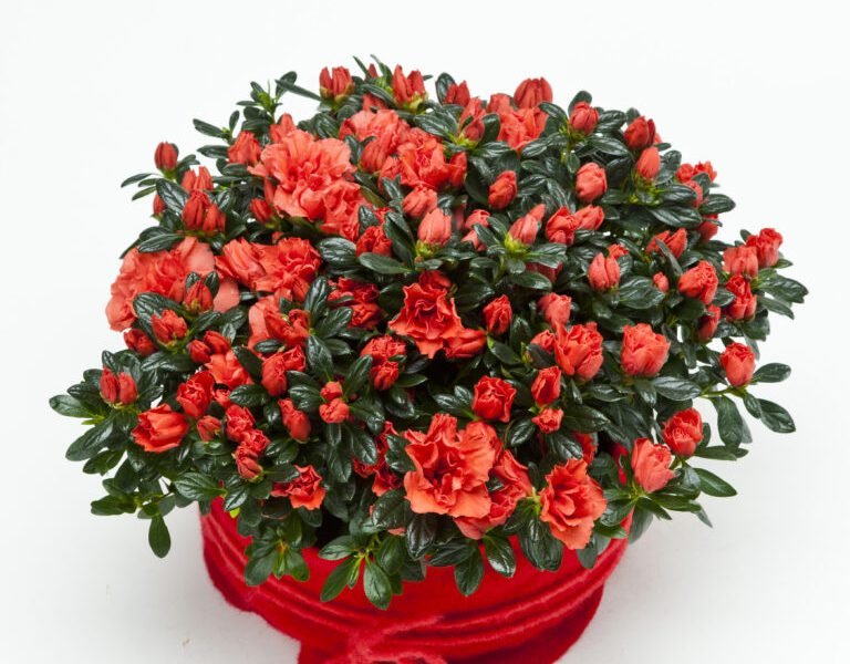 Blühende Pflanzen — Blumen Kleissner Graz
