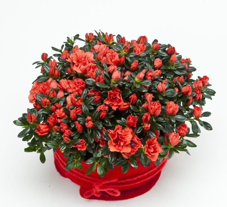 Azalee — Blumen Kleissner Graz