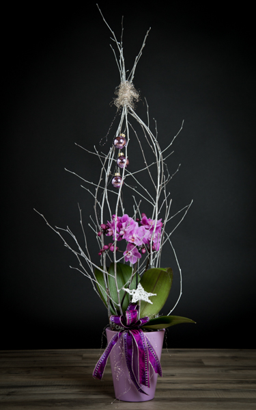 Orchidee - ein besonderes Geschenk