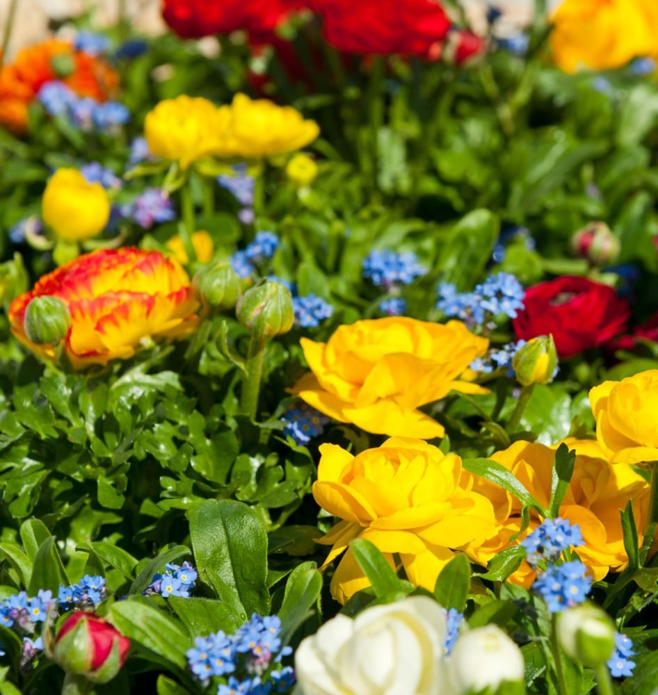Wechselbepflanzung — Blumen Kleissner Graz