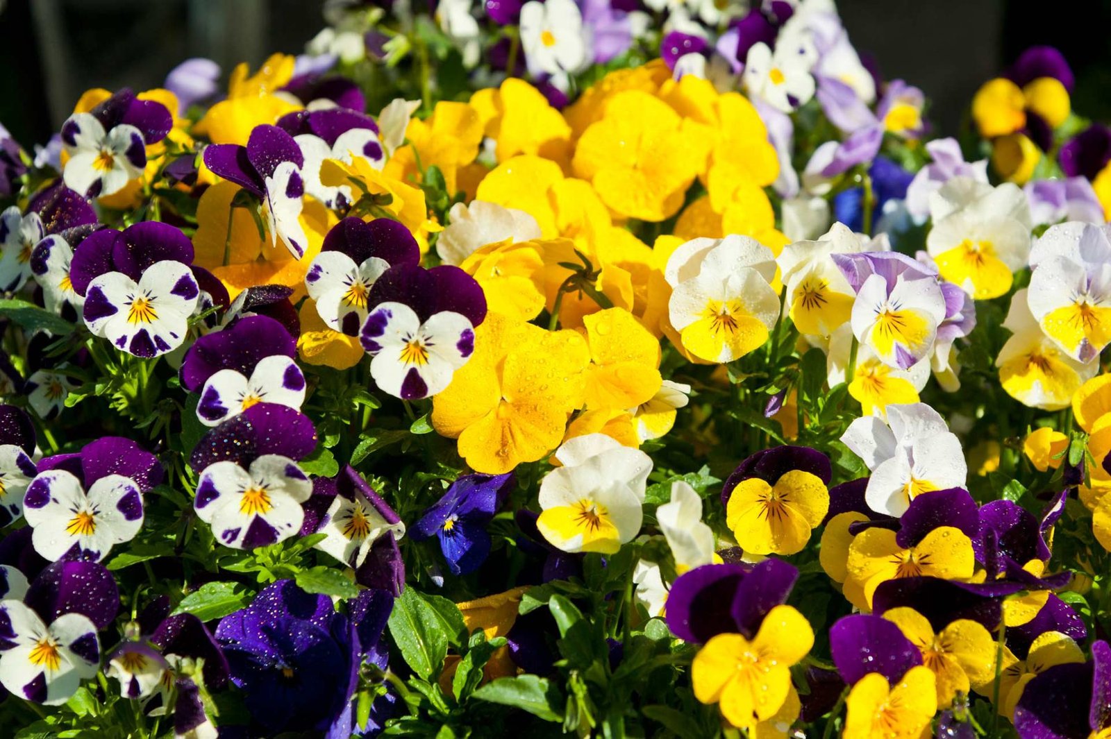 Wechselbepflanzung — Blumen Kleissner Graz