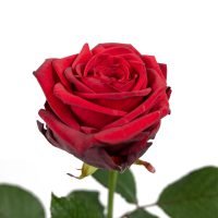 Sargdecke | gelb, Ansicht 11 — Blumen Kleissner Graz