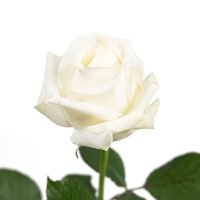 Sargdecke | gelb, Ansicht 10 — Blumen Kleissner Graz