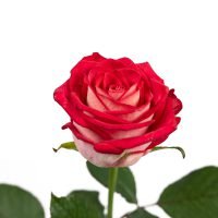 Sargdecke | gelb, Ansicht 9 — Blumen Kleissner Graz