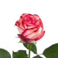Sargdecke | gelb, Ansicht 8 — Blumen Kleissner Graz