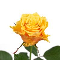 Sargdecke | gelb, Ansicht 7 — Blumen Kleissner Graz