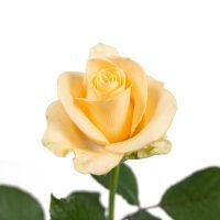 Sargdecke | gelb, Ansicht 6 — Blumen Kleissner Graz