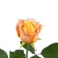 Sargdecke | gelb, Ansicht 5 — Blumen Kleissner Graz