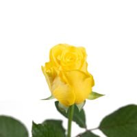 Sargdecke | gelb, Ansicht 4 — Blumen Kleissner Graz
