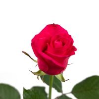 Sargdecke | gelb, Ansicht 3 — Blumen Kleissner Graz