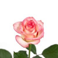 Sargdecke | gelb, Ansicht 2 — Blumen Kleissner Graz
